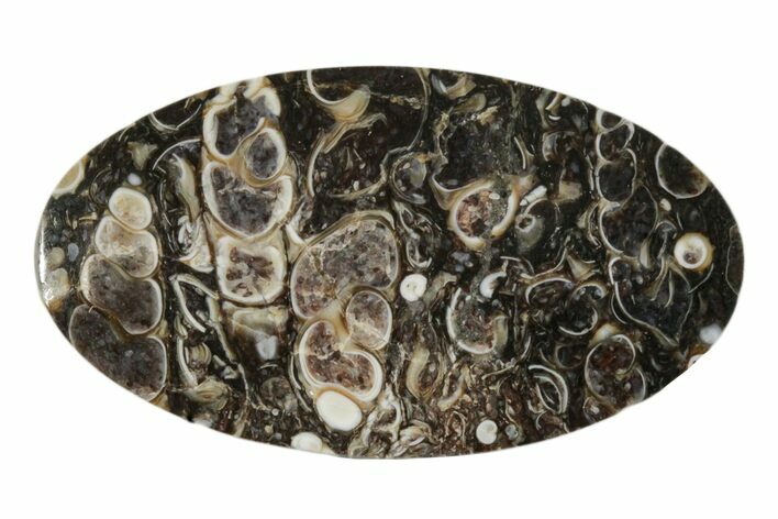 Polished Fossil Turritella Oval Cabochon #171313